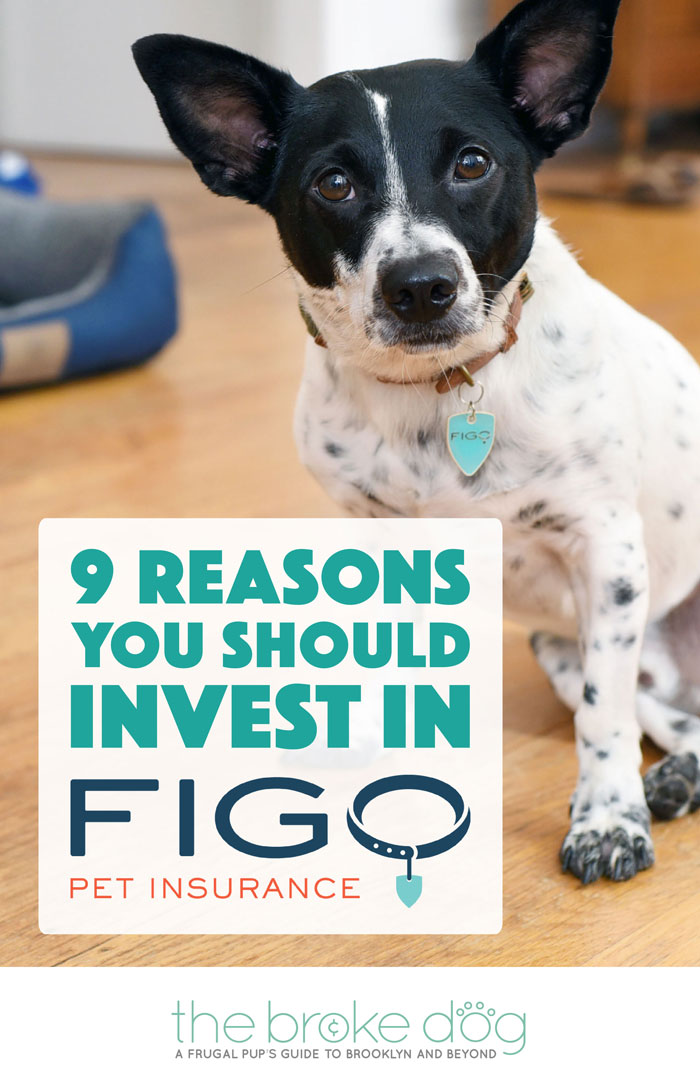 Why do I love Figo Pet Insurance? Let me count the ways... Here are 9 reasons why I think Figo is the best pet insurance for today's pet owners!