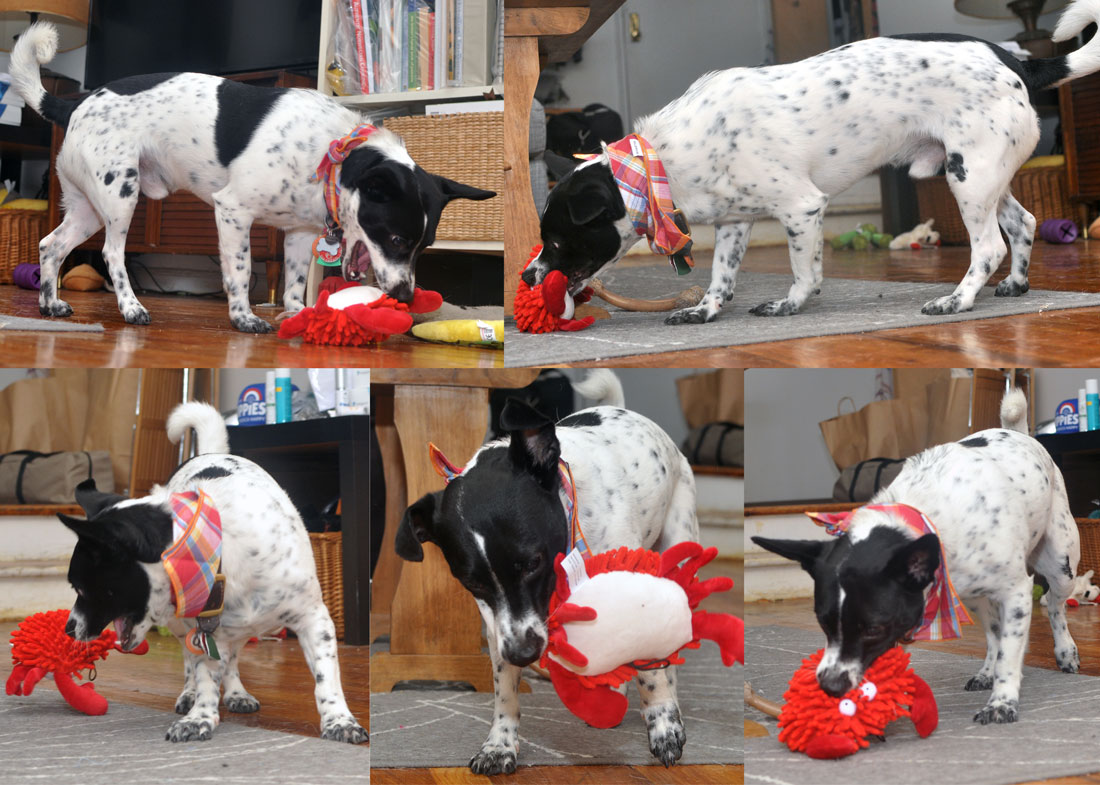 School's out for the summer! The new PawPals With Annie! June box seeks to make the next few months' adventures extra fun. Check it out!
