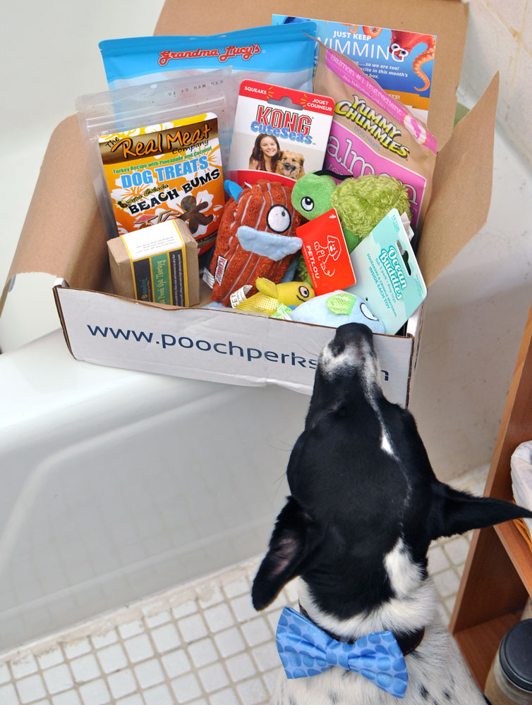 The Pooch Perks June box made quite a SPLASH in our household! This month's theme is a tribute to the new Disney/Pixar movie Finding Dory, a sequel to 2003's Finding Nemo. Inside, Henry and I found a sea of savings on products that are adorable, fun, and delicious!