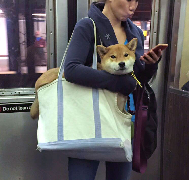 Shiba Inu Dog in a bag on the subway