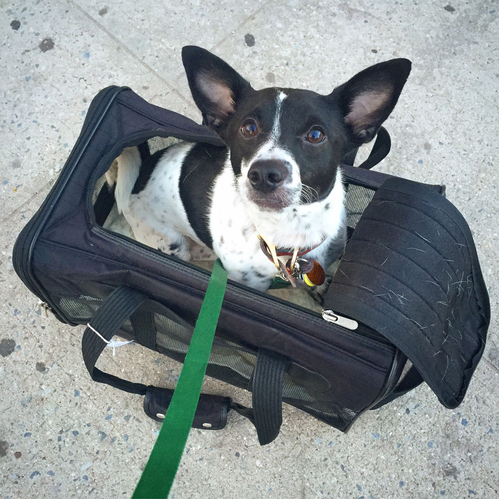 dog in sherpa carrier
