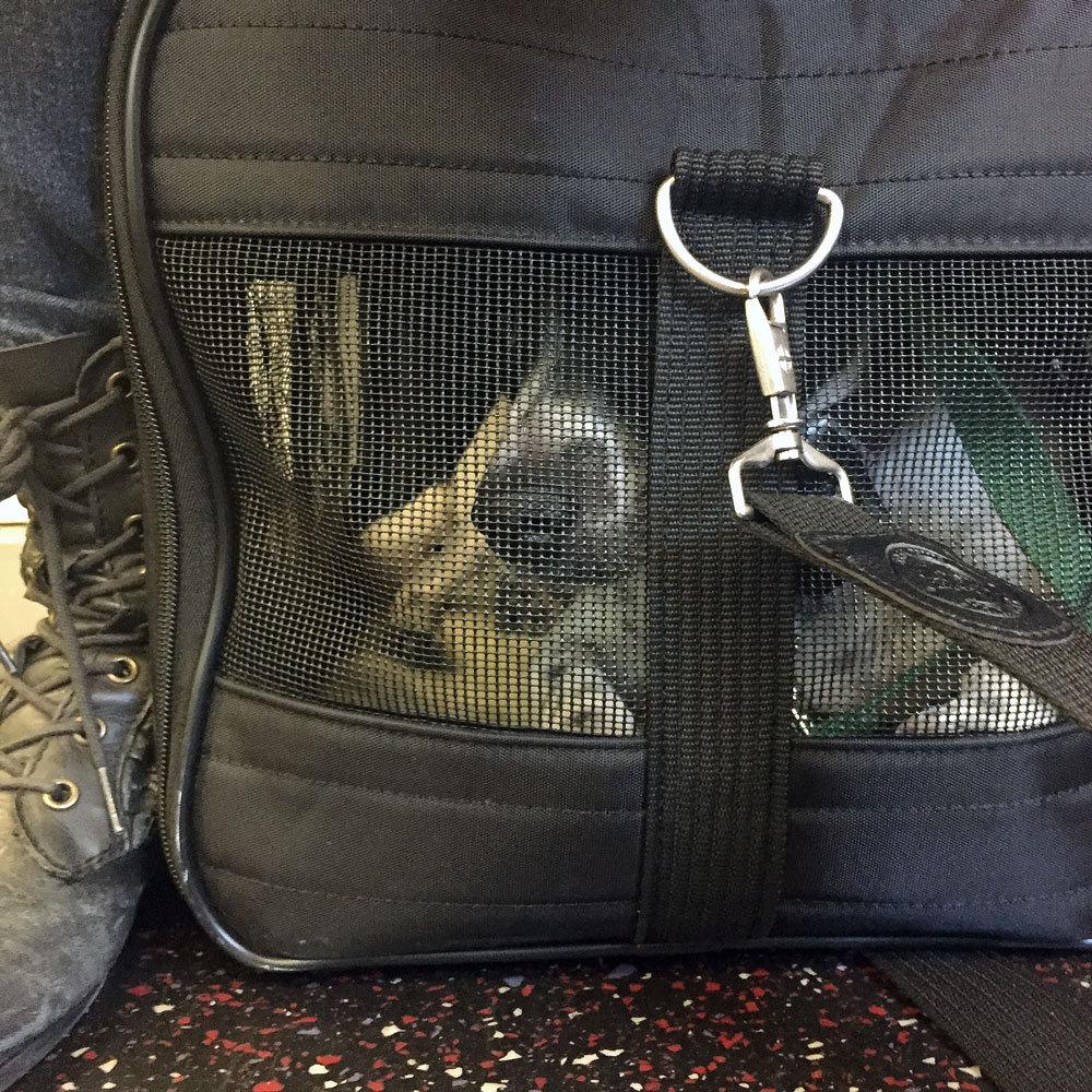 dog in a carrier on the subway