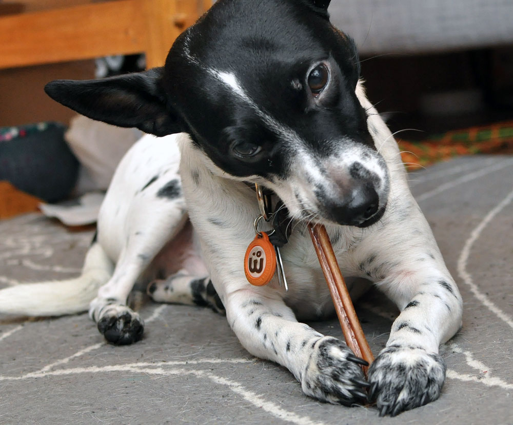 Dog chewing bully stick