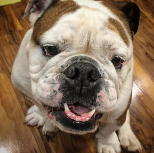 Kaleen Wolfe works closely with her clients to create custom, one-of-a-kind jewelry. One of her specialties? Nose print and paw print jewelry!
