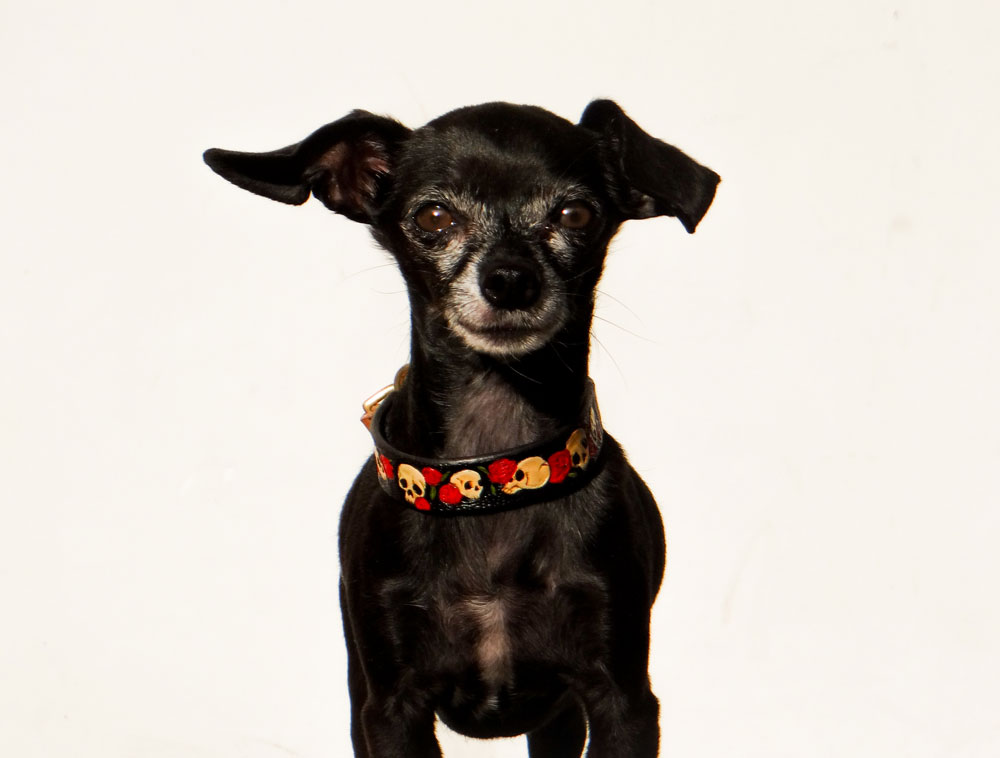 Right after high school, Mary Esposito became physically disabled and legally blind. Unsure what the future held, she started working with Riley, her service dog. To celebrate his graduation, she made him a leather collar — and KoKoLati Leather was born!