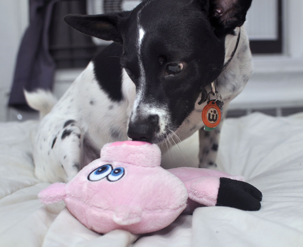 The Hear Doggy!™ is a dog toy with an ultrasonic squeaker that your dog can hear but that you can’t! We gave it a test run, and discovered that it’s a great toy for apartment dwellers or anyone who values a little bit of quiet.