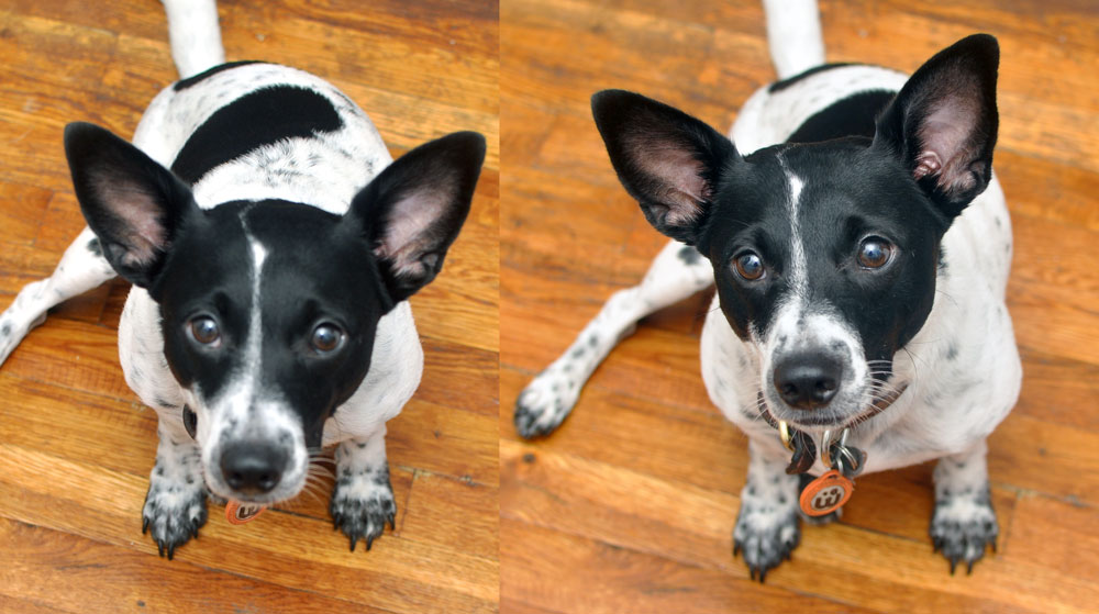 The Hear Doggy!™ is a dog toy with an ultrasonic squeaker that your dog can hear but that you can’t! We gave it a test run, and discovered that it’s a great toy for apartment dwellers or anyone who values a little bit of quiet.