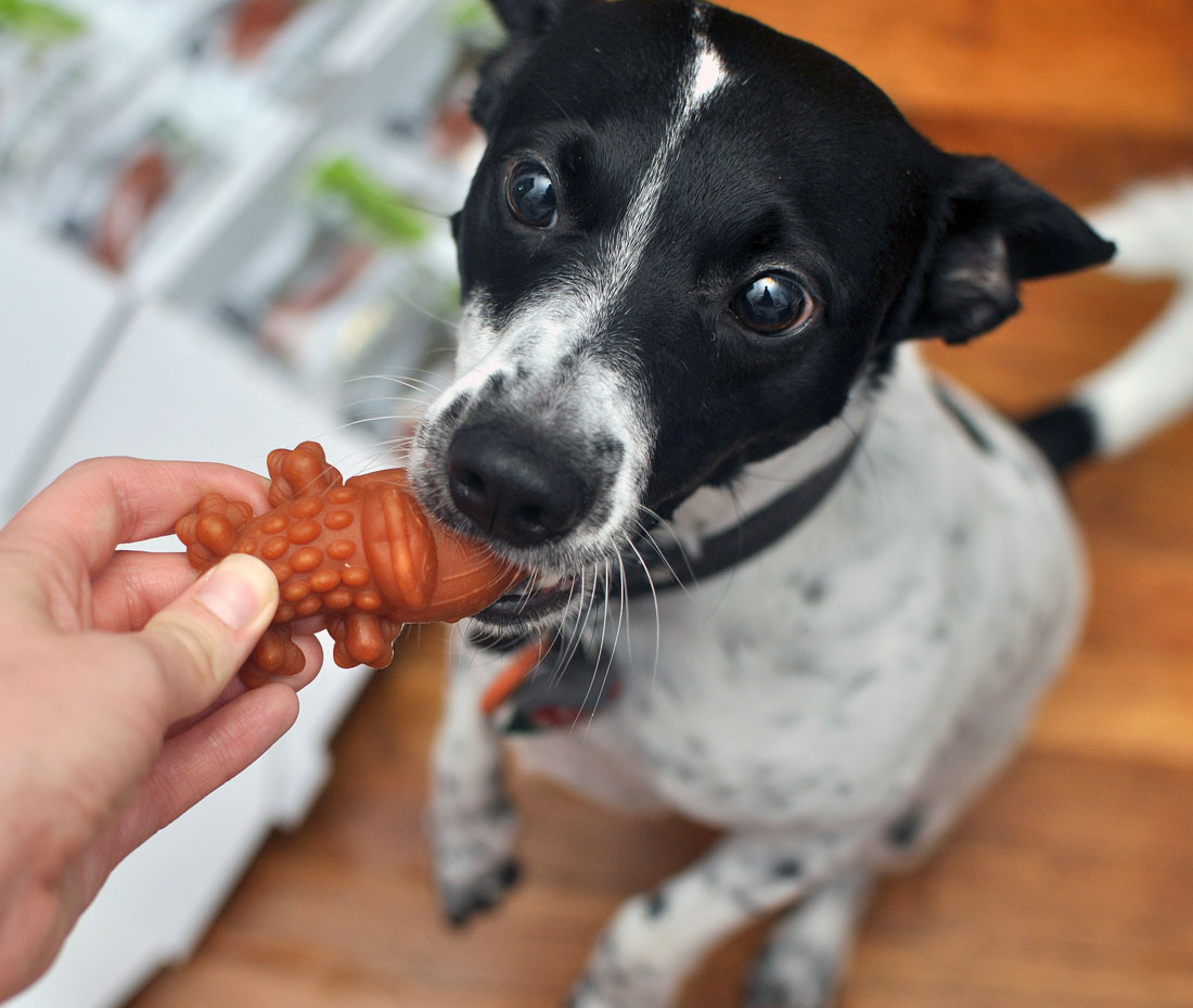 If I were to tell you that one of Henry's favorite snacks is completely vegetarian, would you believe me? It's true! Henry goes absolutely bonkers over Whimzees, dental chews made from natural ingredients that come in all sorts of colors, sizes, and shapes.