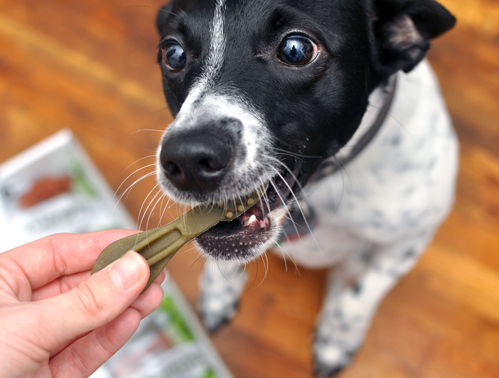 If I were to tell you that one of Henry's favorite snacks is completely vegetarian, would you believe me? It's true! Henry goes absolutely bonkers over Whimzees, dental chews made from natural ingredients that come in all sorts of colors, sizes, and shapes.