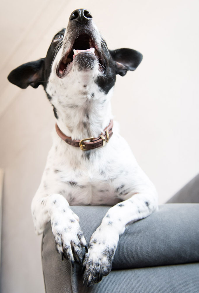 Have you ever wished for a dog collar that is gorgeous AND environmentally-friendly? HUND Denmark's leather collars are the answer to your prayers!