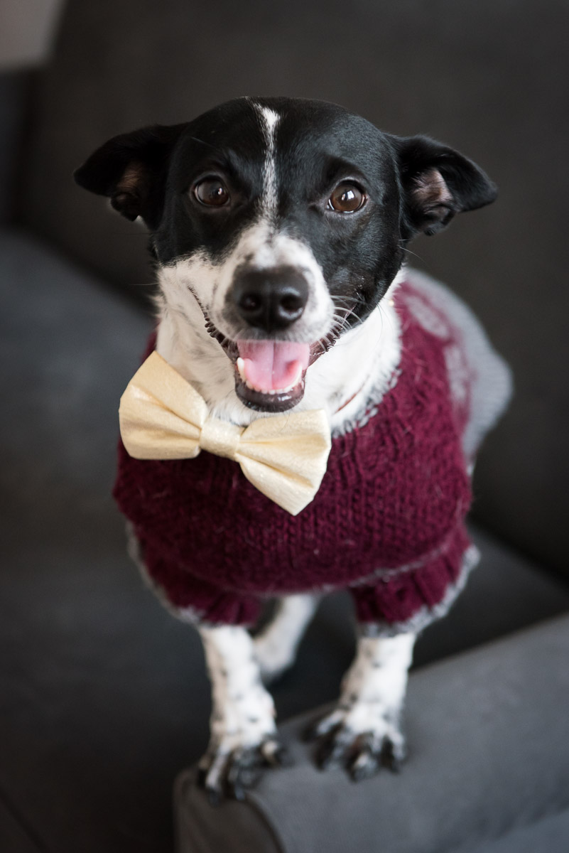 Looking for a pet photographer in the Brooklyn area? Look no further! Petra Romano of Pets by Petra