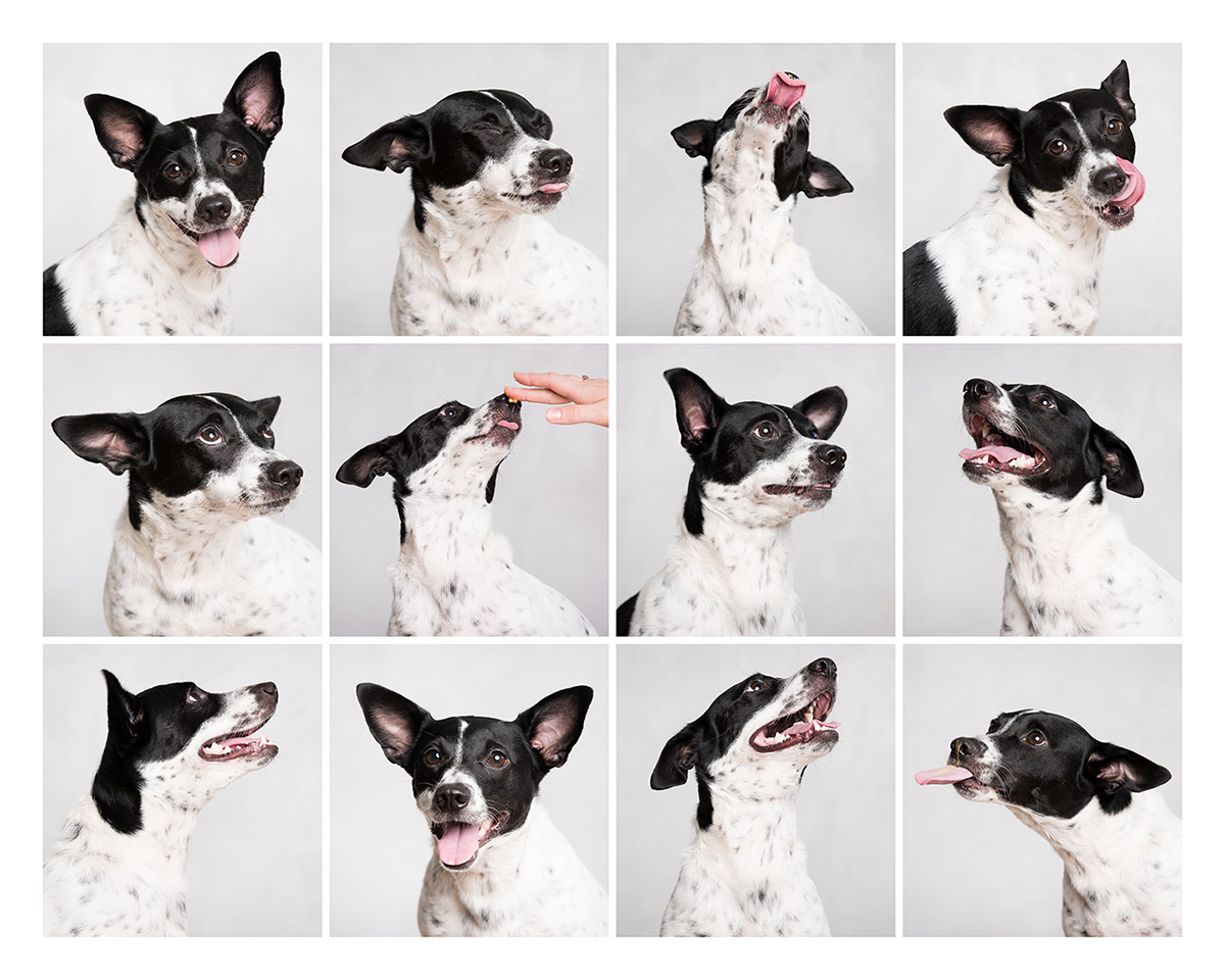 Looking for a pet photographer in the Brooklyn area? Look no further! Petra Romano of Pets by Petra