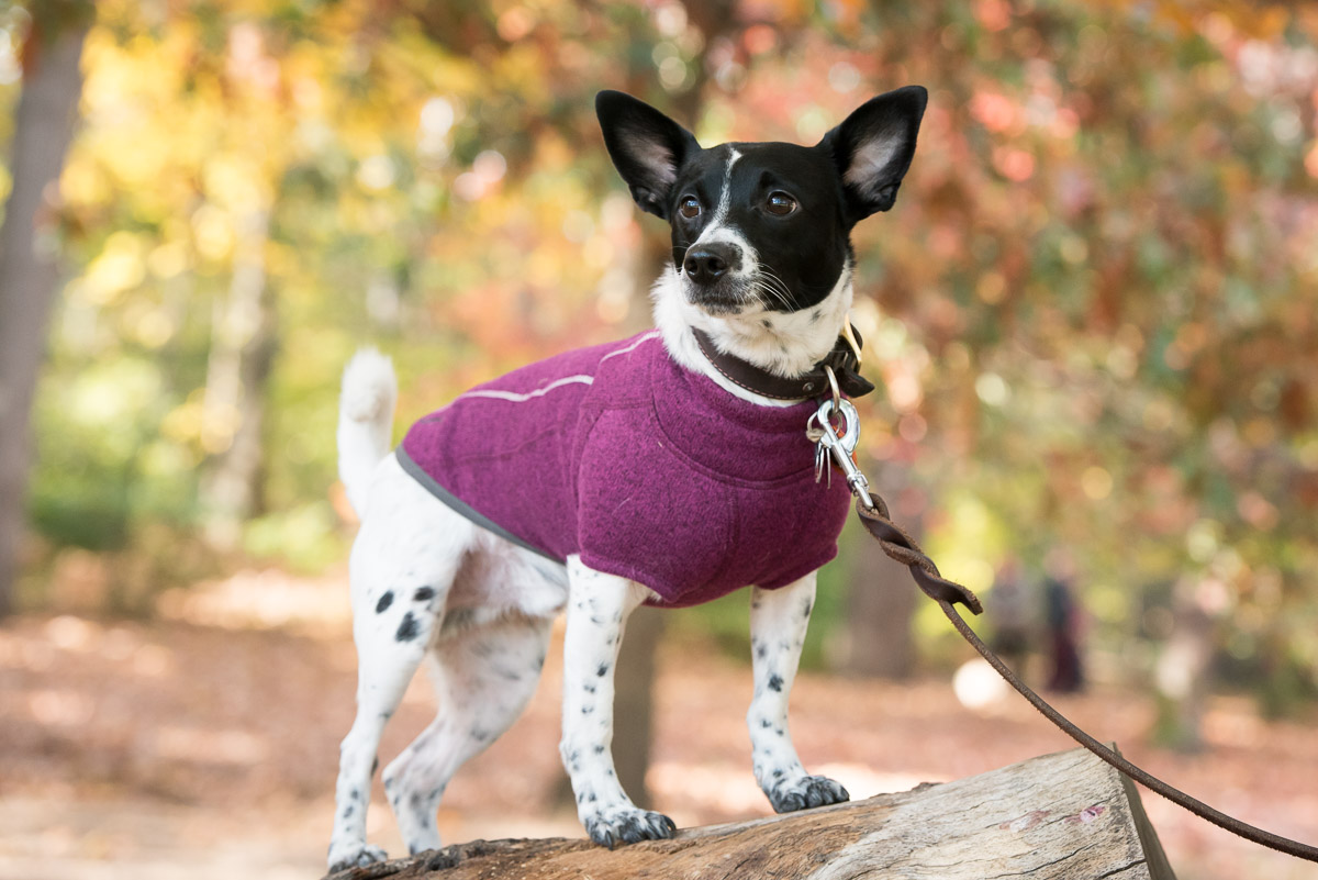 The Ruffwear Fernie Fleece is a cozy, well-made coat that any active dog would love!