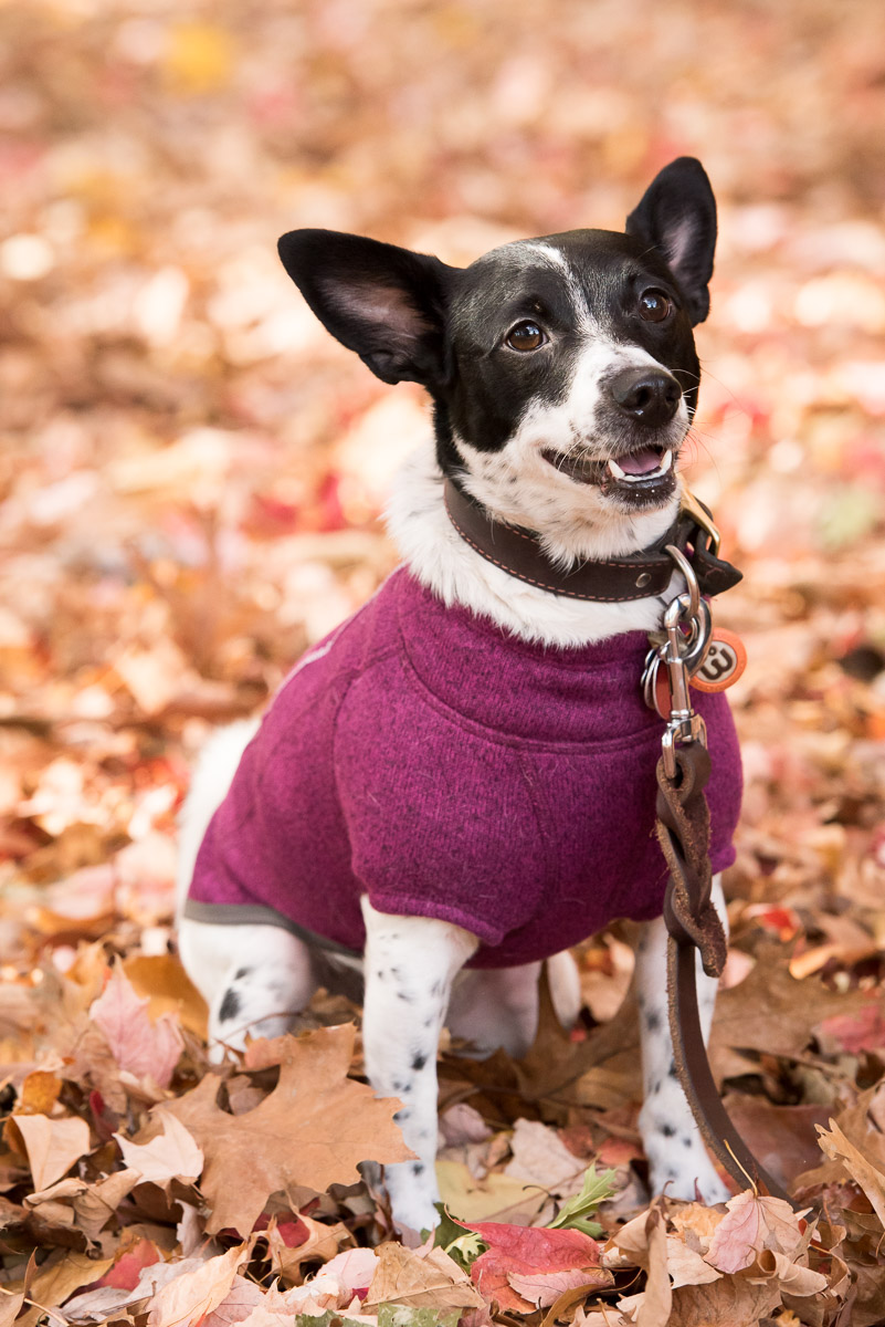 The Ruffwear Fernie Fleece is a cozy, well-made coat that any active dog would love!
