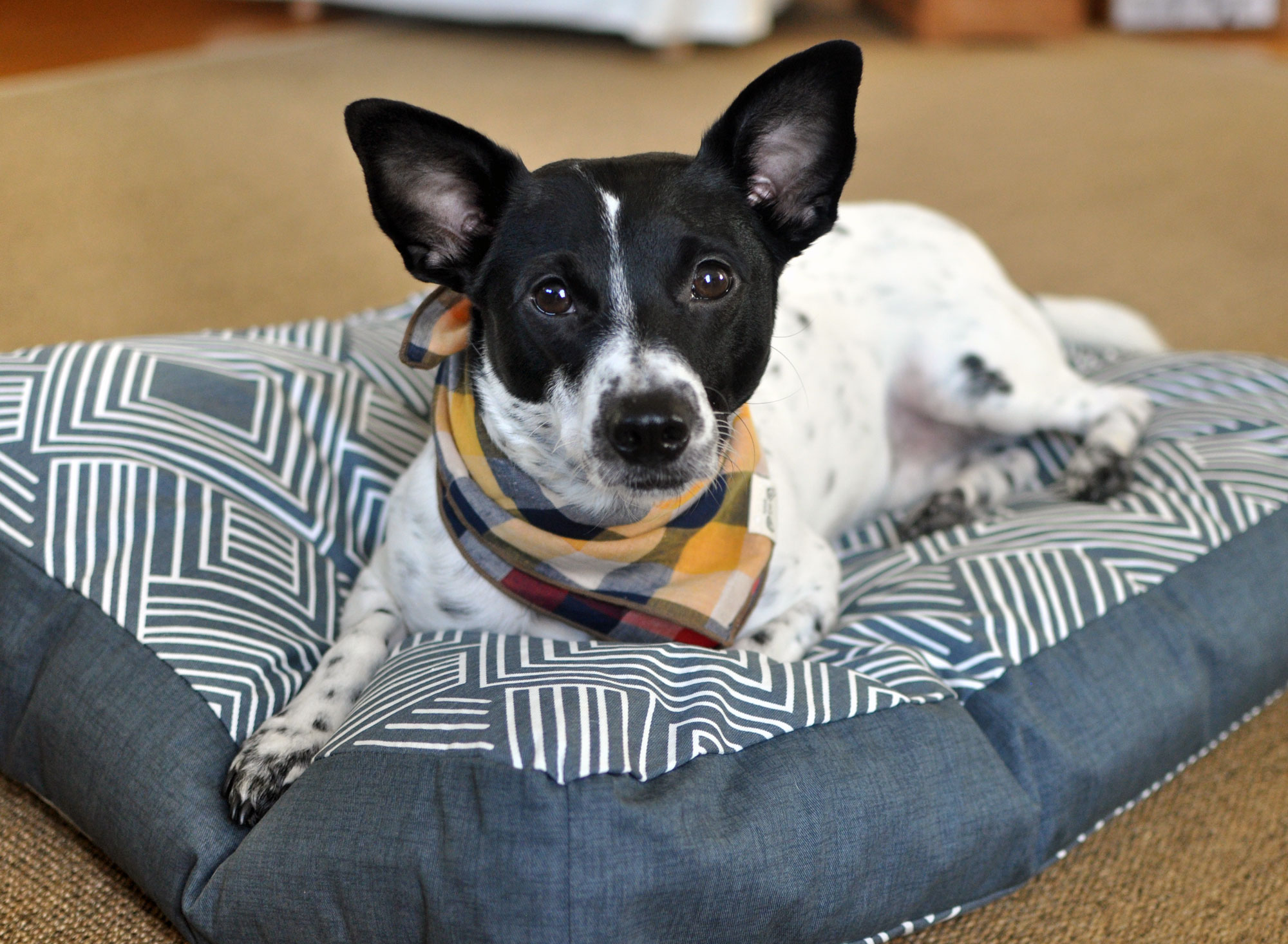 Inspired by a love of interior design and the need for a waterproof dog bed, Jane Pearson launched Janery and started selling chic, practical pet beds. Janery beds are durable, stylish, and made in the USA.