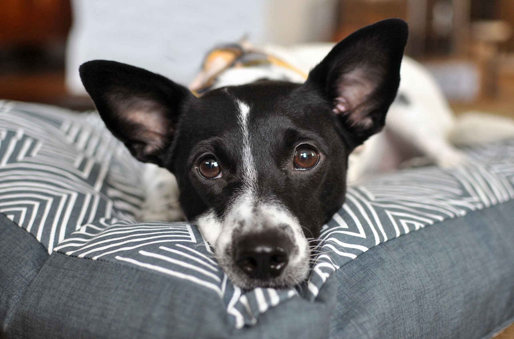 Inspired by a love of interior design and the need for a waterproof dog bed, Jane Pearson launched Janery and started selling chic, practical pet beds. Janery beds are durable, stylish, and made in the USA.