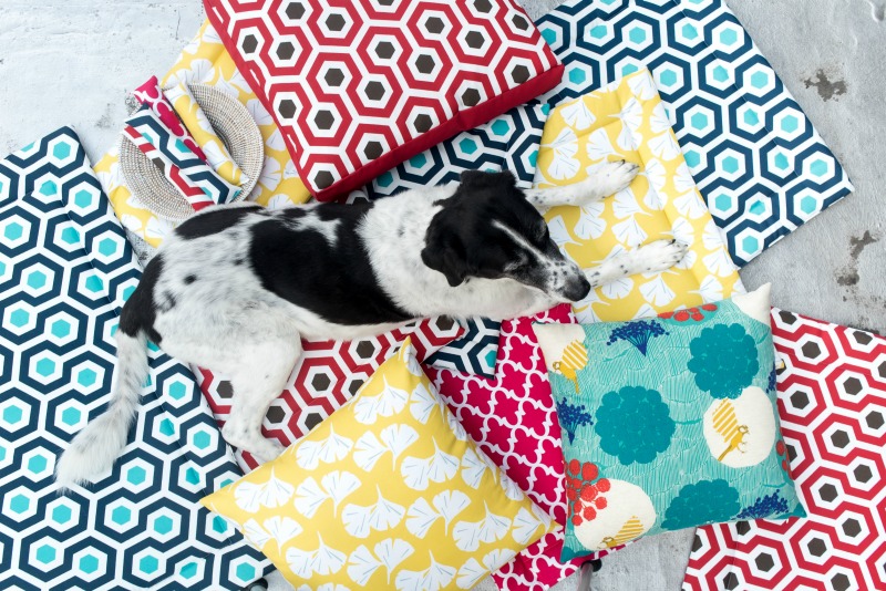 Inspired by a love of interior design and the need for a waterproof dog bed, Jane Pearson launched Janery and started selling chic, practical pet beds. Janery beds are durable, stylish, and made in the USA.