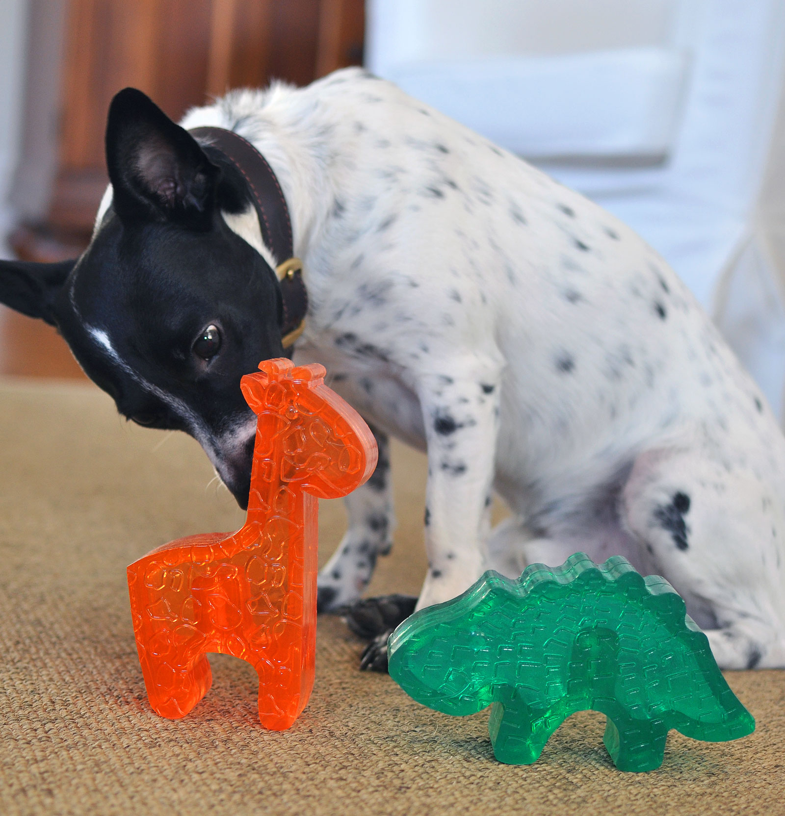 The new Kong Squeezz Zoo line is an adorable and colorful addition to Kong's line of incredible toys!