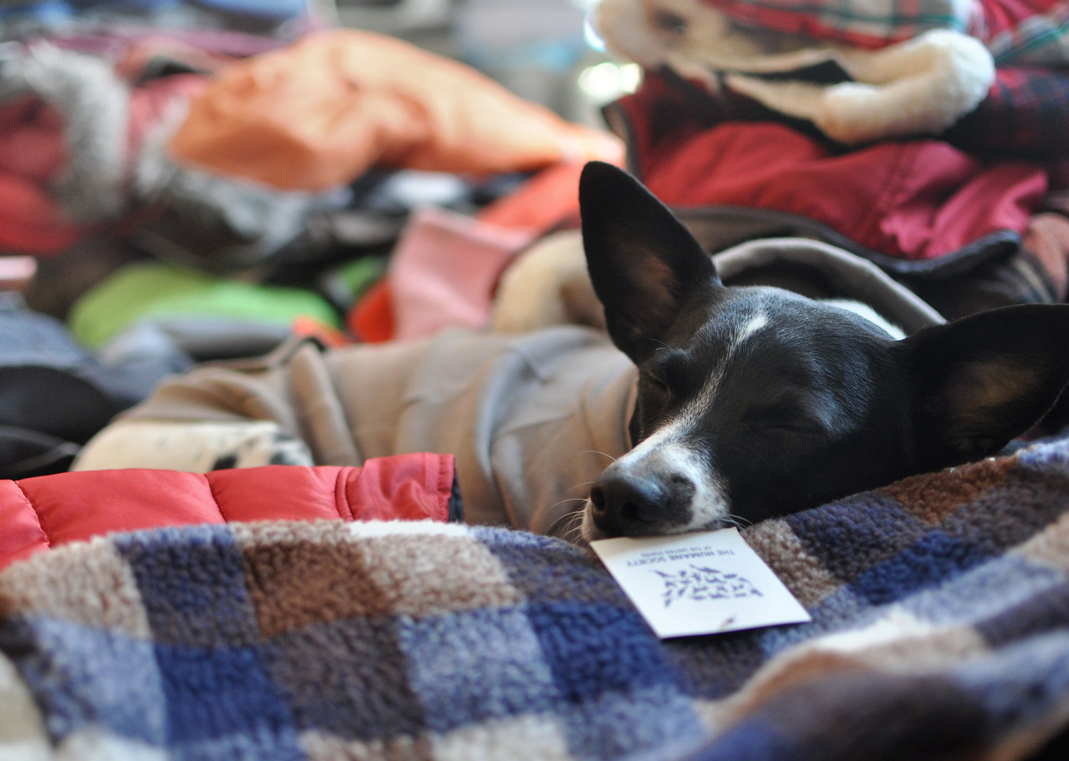 This past November, we launched the 2016 Doggie Coat Drive to benefit a couple of our favorite rescues. We were overwhelmed with the incredible response from both brands and individuals. We ended up donating over 200 coats, plus toys, treats, and food. Keep reading for details!