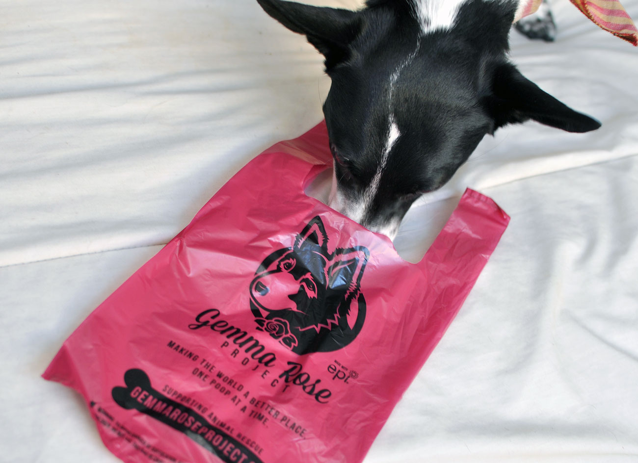 Do you ever feel guilty while scooping your dog’s poop with a plastic bag, wishing there was a way you could be a little nicer to the environment while helping homeless pups? Gemma Rose Project’s poop bags are the solution!