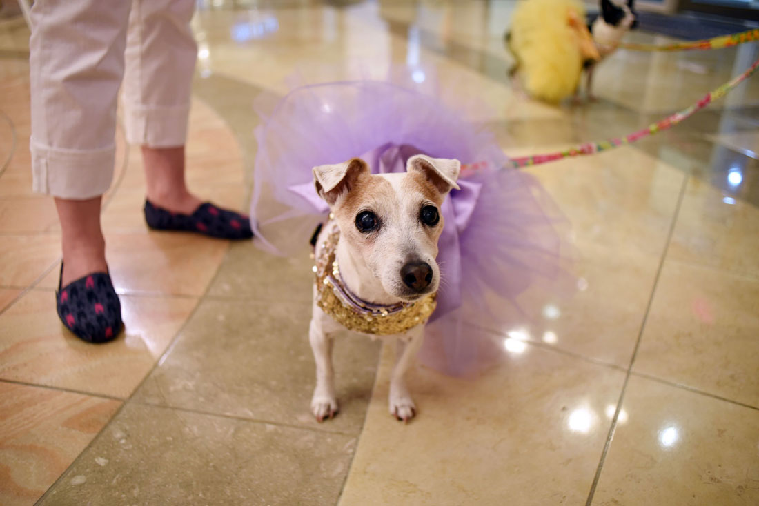 Thinking about attending BlogPaws? This year's conference was my second time at the rodeo, and I've learned a few things along the way. Whether you're a newbie or seasoned veteran, check out my 11 Top Tips for BlogPaws Attendees!