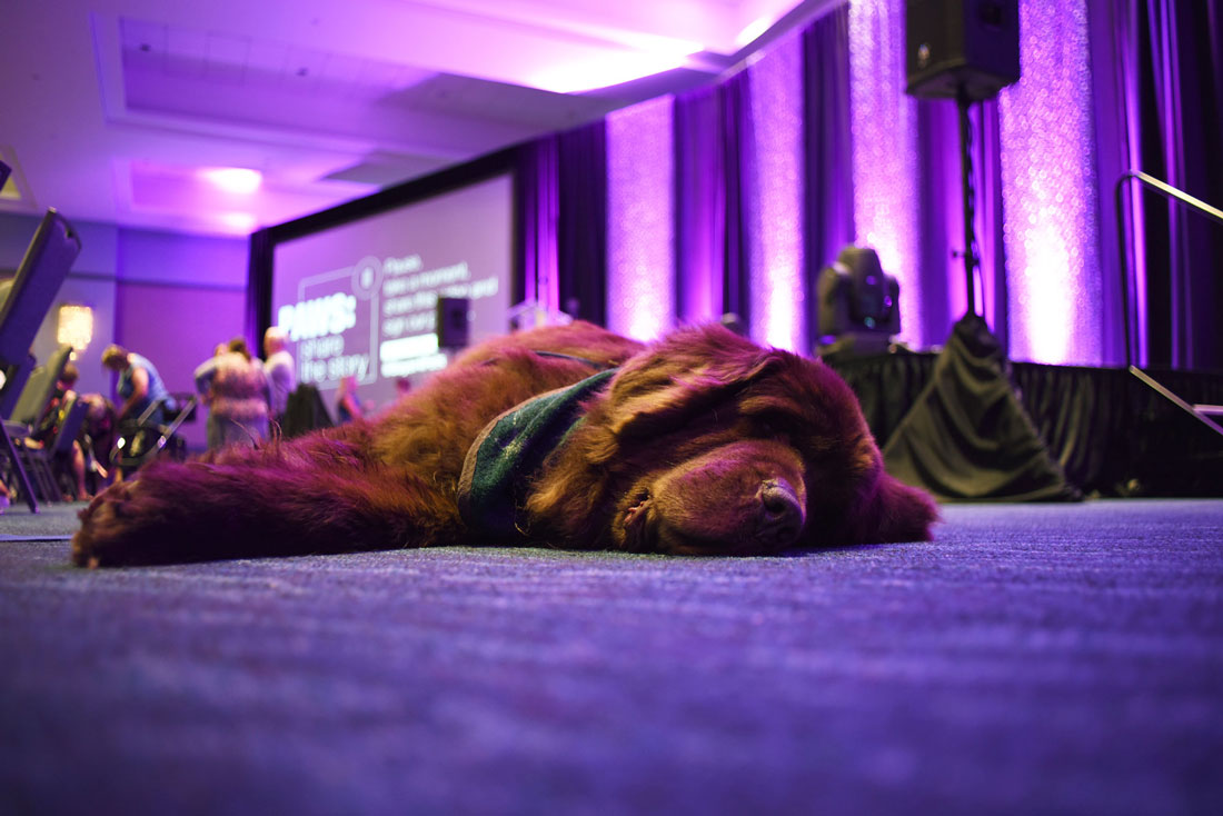Thinking about attending BlogPaws? This year's conference was my second time at the rodeo, and I've learned a few things along the way. Whether you're a newbie or seasoned veteran, check out my 11 Top Tips for BlogPaws Attendees!