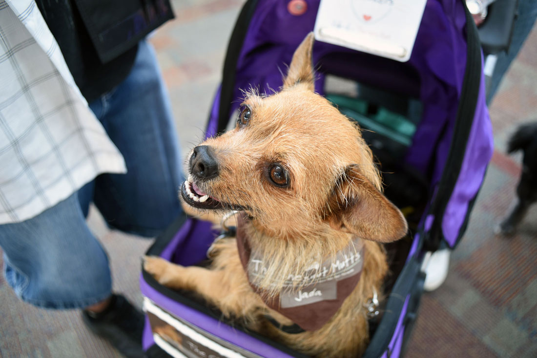 Thinking about attending BlogPAws? This year's conference was my second time at the rodeo, and I've learned a few things along the way. Whether you're a newbie or seasoned veteran, check out my 11 Top Tips for BlogPaws Attendees!