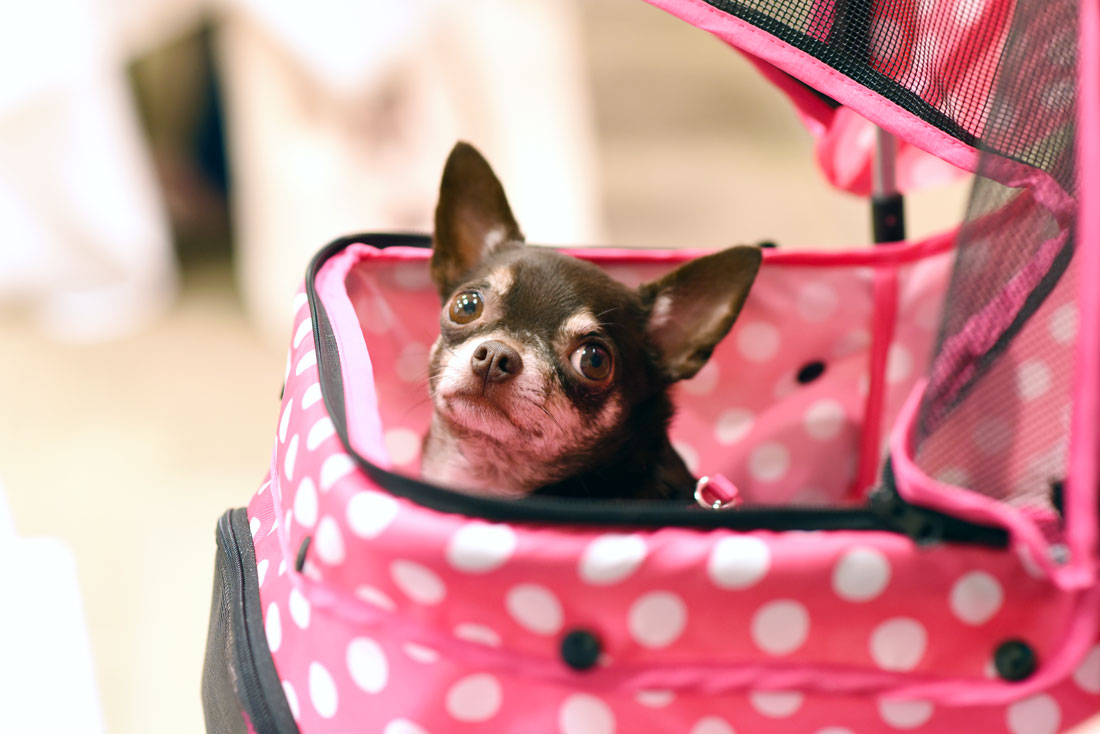 Thinking about attending BlogPaws? This year's conference was my second time at the rodeo, and I've learned a few things along the way. Whether you're a newbie or seasoned veteran, check out my 11 Top Tips for BlogPaws Attendees!