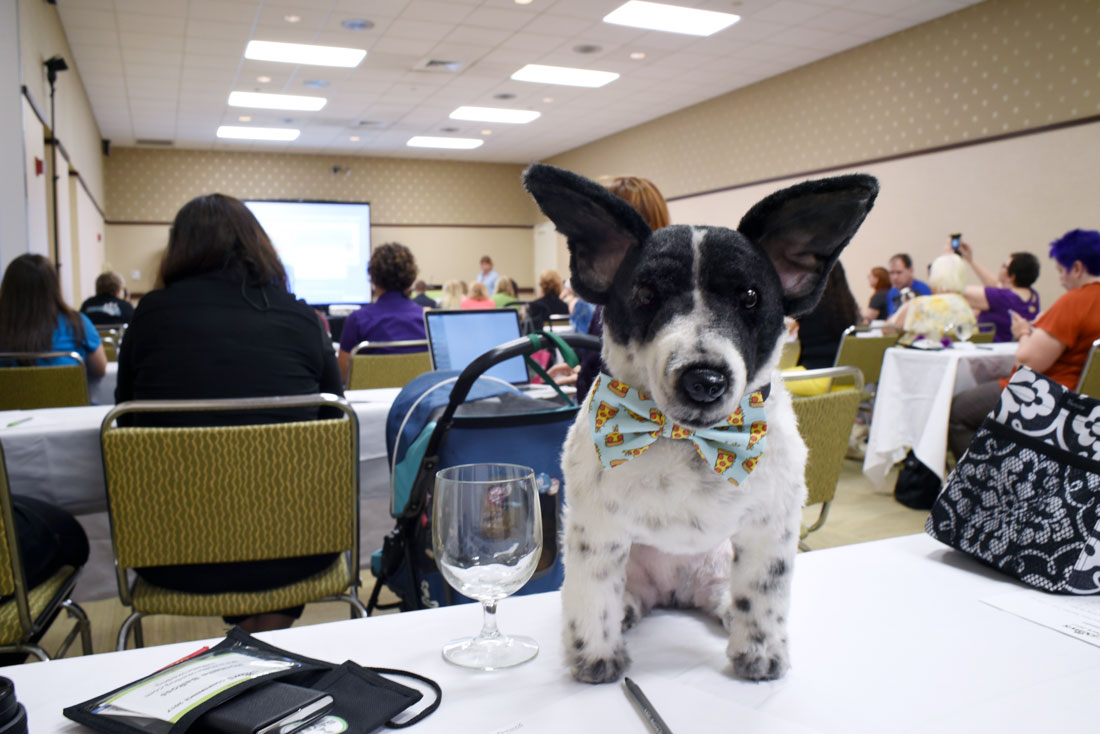 Thinking about attending BlogPaws? This year's conference was my second time at the rodeo, and I've learned a few things along the way. Whether you're a newbie or seasoned veteran, check out my 11 Top Tips for BlogPaws Attendees!