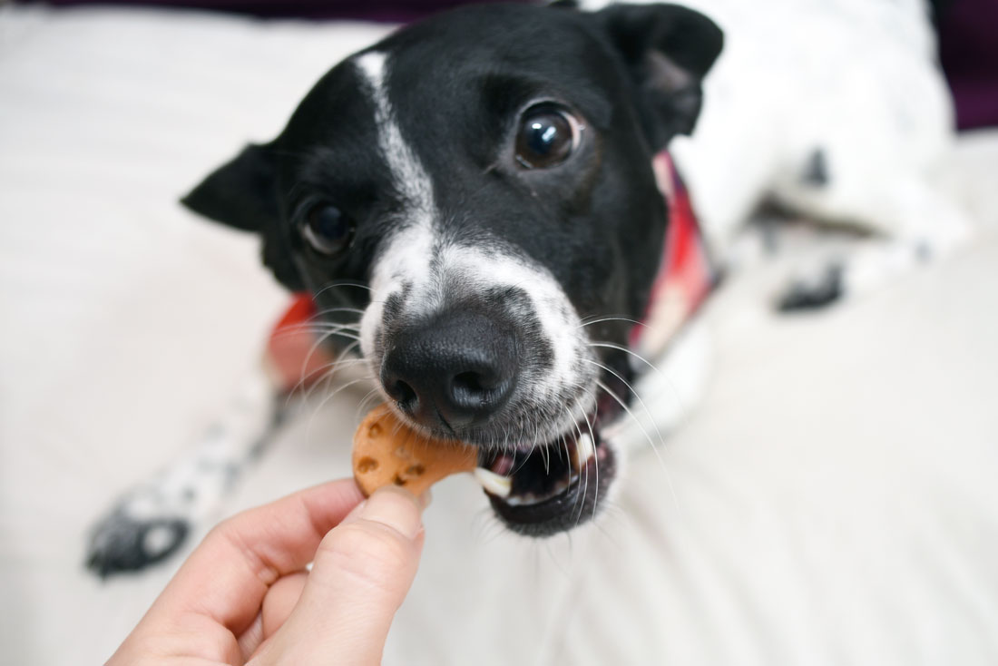 Big Daddy Biscuits makes delicious, healthy dog treats in Atlanta, Georgia — but don't take it from me, take it from Big Daddy, the namesake behind the company! We interview this cutie about his treats, the process, and his Big Mama. Check it out!