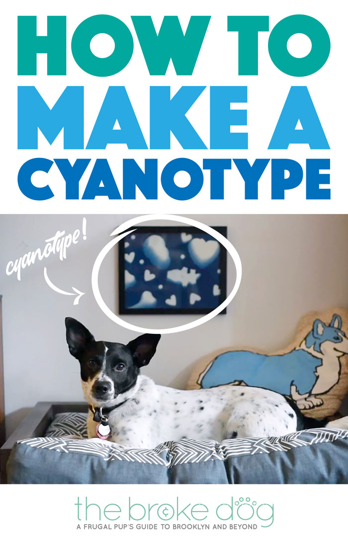 Check out how to make a cyanotype and make your own adorable dog-themed print to hang above your dog's bed!