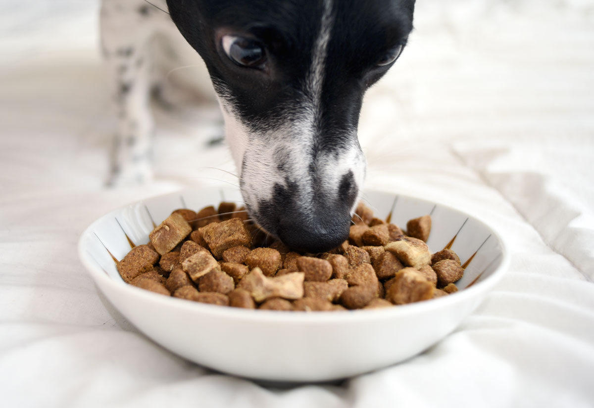 Have you heard the buzz about raw feeding for dogs and want give it a try without the mess, fuss, or confusion? Wellness CORE RawRev is here to help!