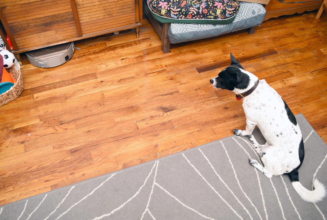No time to clean? bObi Pet by bObsweep might be the answer! Henry and I had the chance to test this robotic vacuum on our shed-encrusted apartment floor. Did we like her? Heck yes!