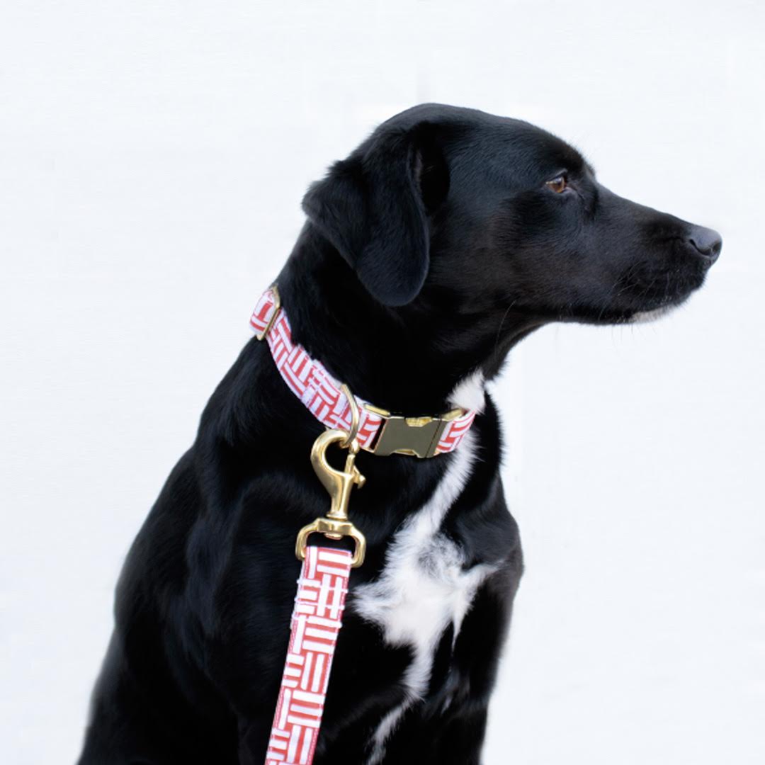 Bonjour Designer Dog Collar And Leash