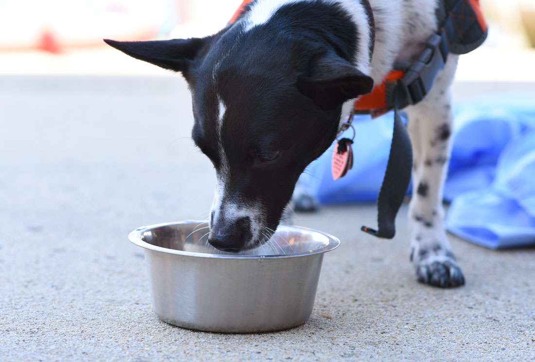 Does your dog like to swim? Will you be spending time by the water? Don't jump in until you've read our dog water safety tips!