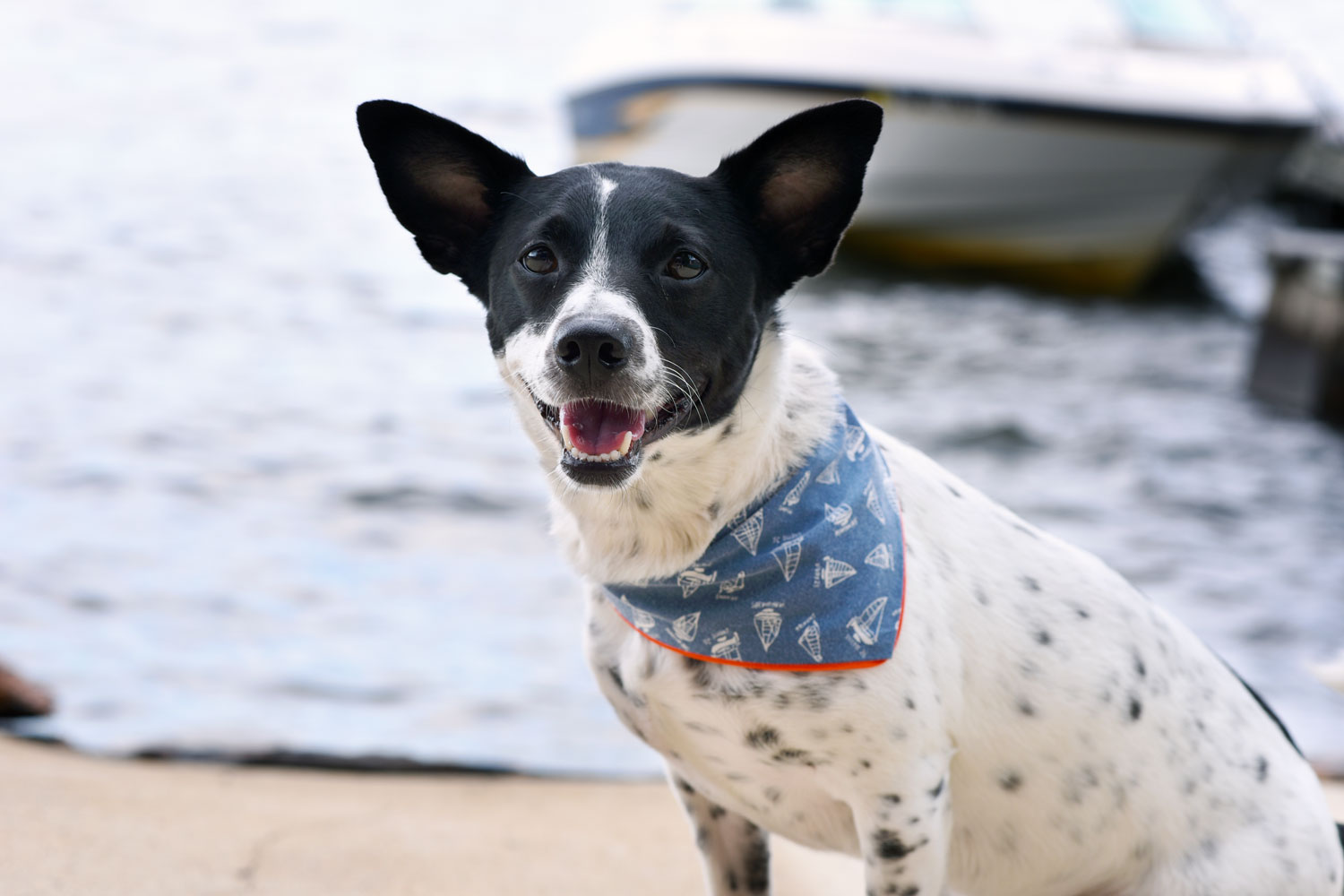 Does your dog like to swim? Will you be spending time by the water? Don't jump in until you've read our dog water safety tips!