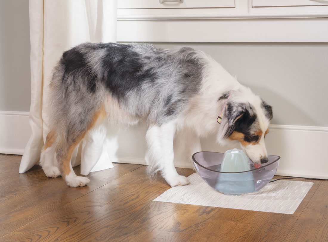 July is Pet Hydration Month, and we've teamed up with PetSafe® Brand to help keep your pets happy and hydrated! Do you know how much your dog should drink?