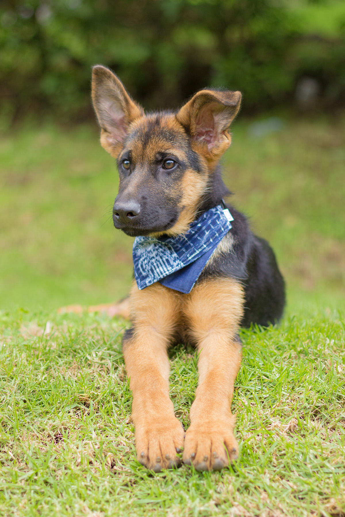 Looking for a stylish gift for a dog-loving friends? Jazal Color makes stunning dog bandanas from handwoven Guatemalan textiles. Learn more about this great company and their incredible products!