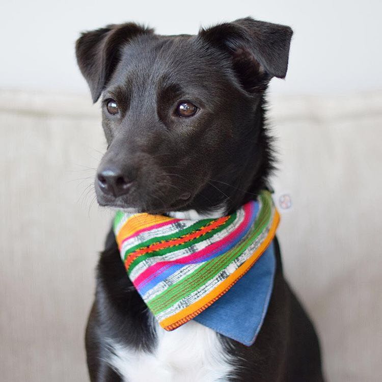 Looking for a stylish gift for a dog-loving friends? Jazal Color makes stunning dog bandanas from handwoven Guatemalan textiles. Learn more about this great company and their incredible products!