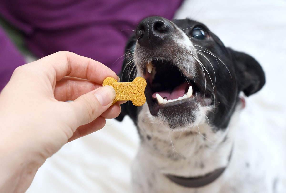 Have you heard the buzz about using hemp for dogs? Learn more about CBD for reactive dogs and how Treatibles is helping Henry!