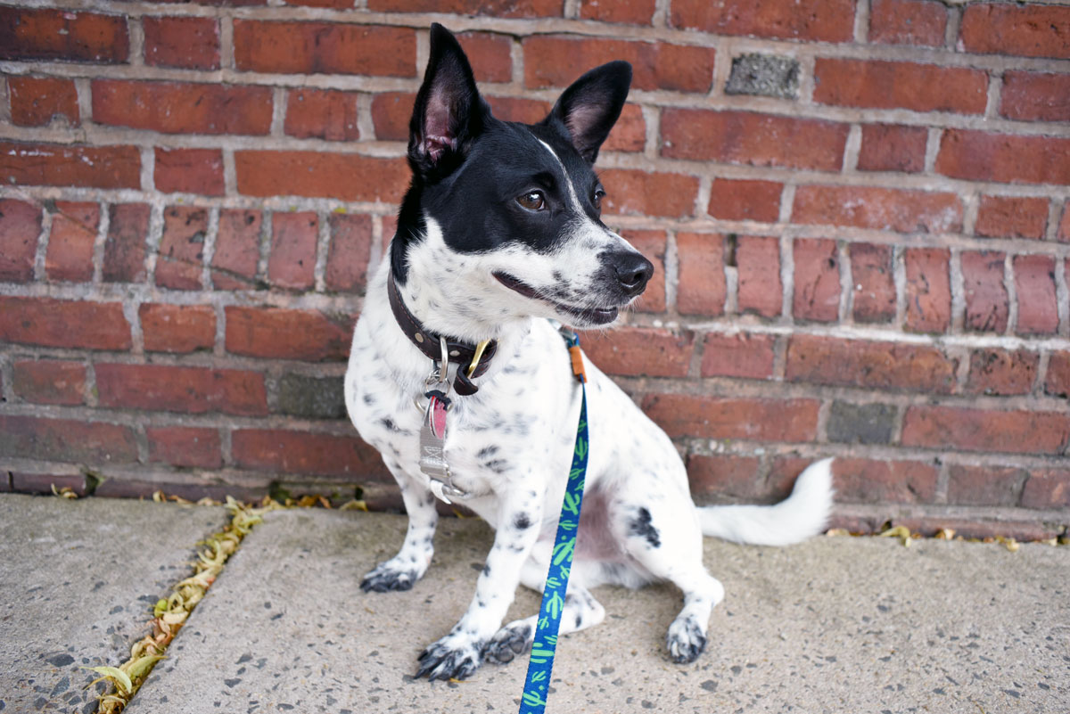 Have you heard the buzz about using hemp for dogs? Learn more about CBD for reactive dogs and how Treatibles is helping Henry!
