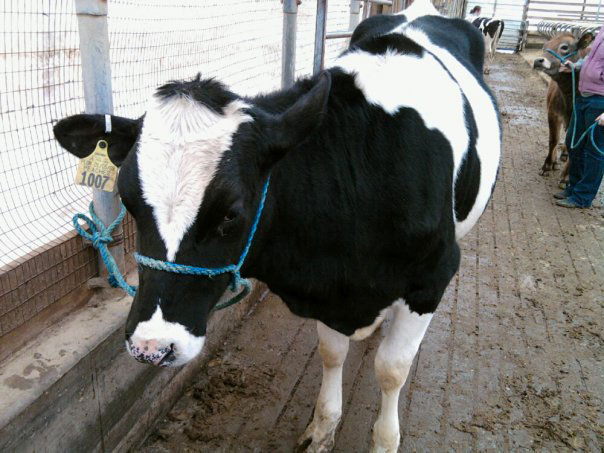 Years before my dog's training classes and medications, there was a cow. Her name was Peaches, and she taught me a surprising lesson about training my reactive dog.