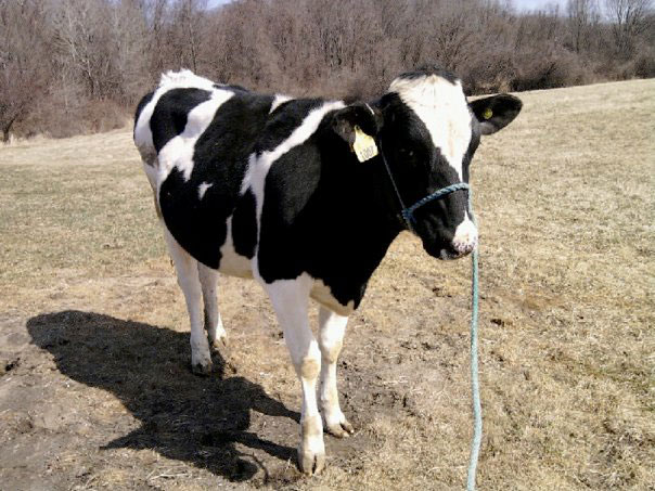 Years before my dog's training classes and medications, there was a cow. Her name was Peaches, and she taught me a surprising lesson about training my reactive dog.