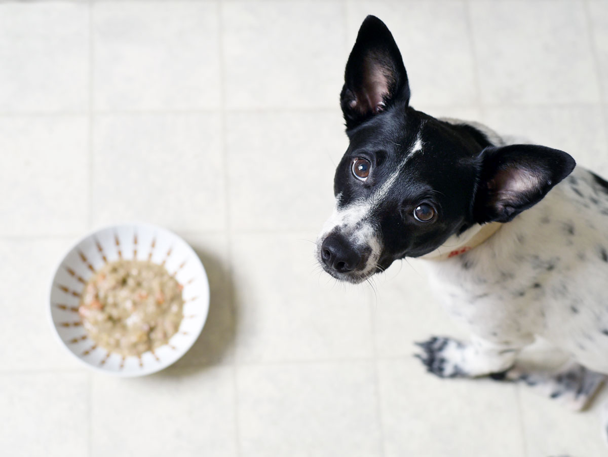 Searching for an affordable, high-quality prepared dog food? Look no farther than Caru Daily Dish Stew, one of the only 100% human grade dog foods on the market.