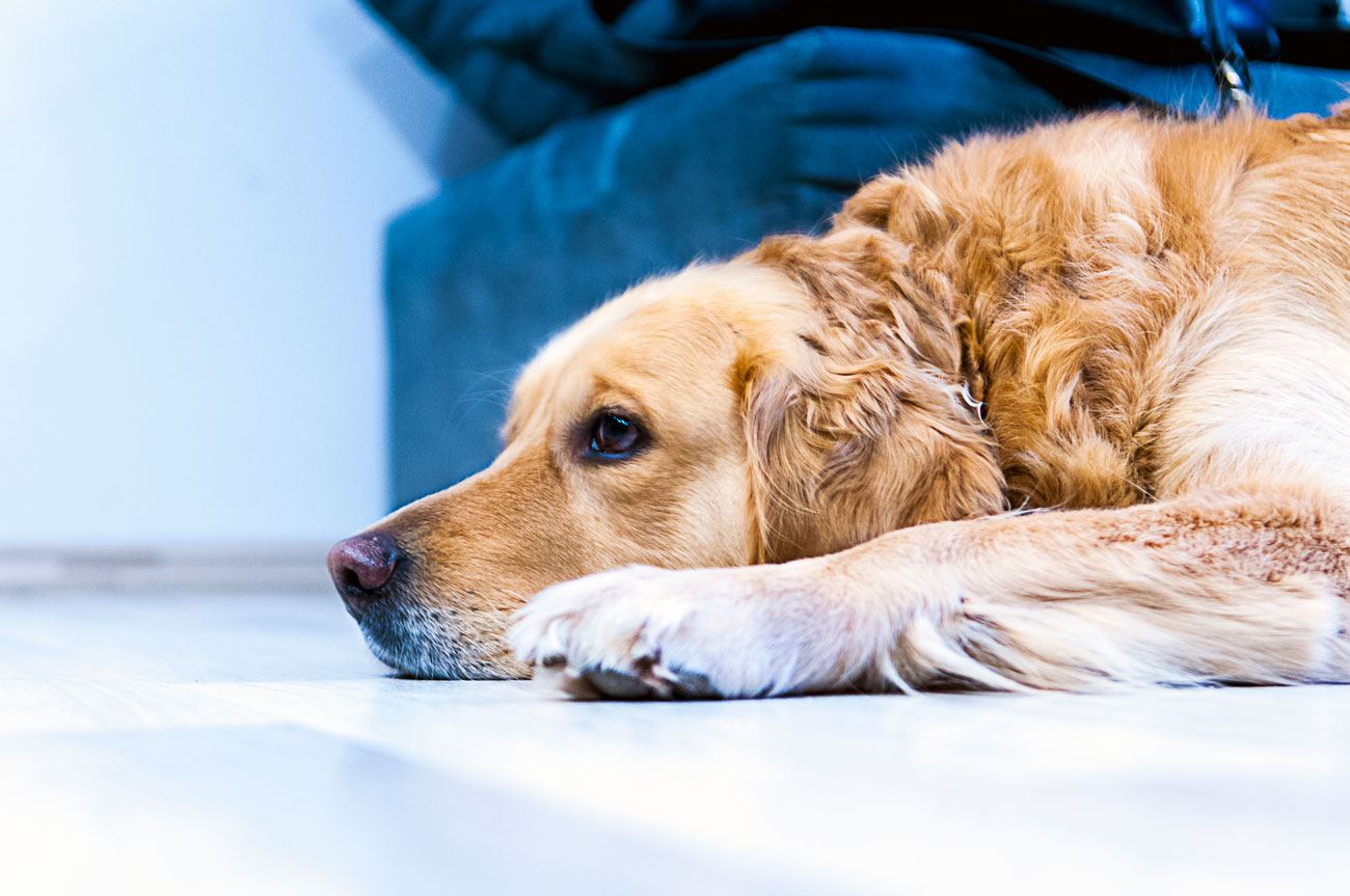 Is pet insurance worth it? Are you considering pet insurance, but have a few doubts? We're addressing seven of the most pervasive pet insurance myths and concerns.