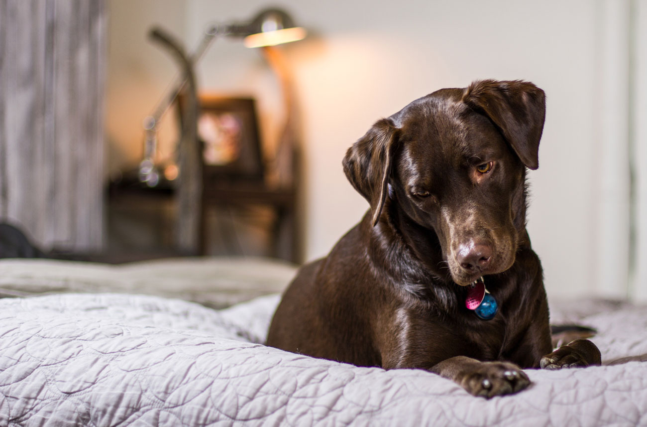 Is pet insurance worth it? Are you considering pet insurance, but have a few doubts? We're addressing seven of the most pervasive pet insurance myths and concerns.