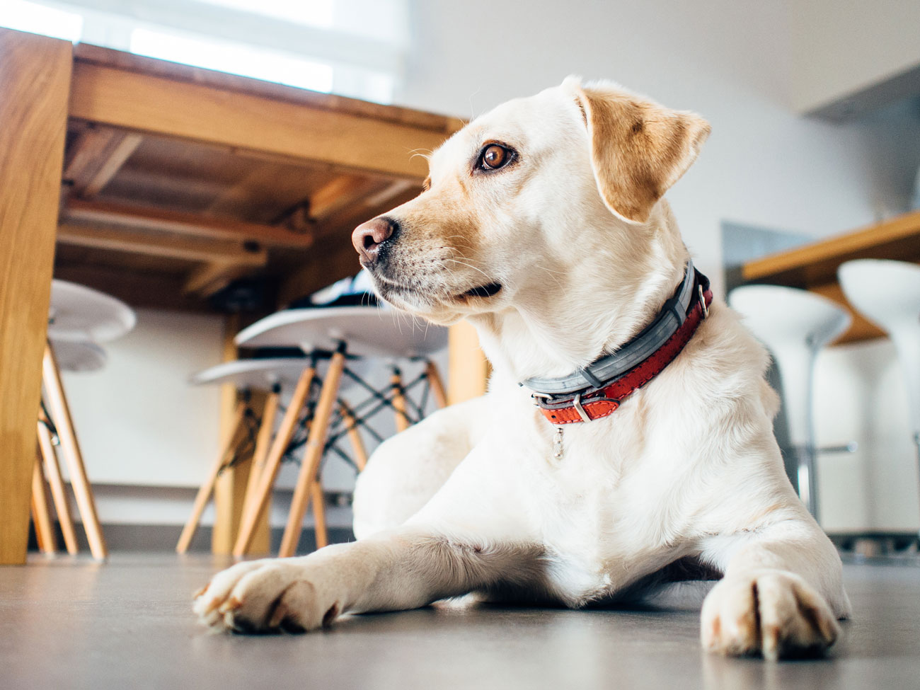 Is pet insurance worth it? Are you considering pet insurance, but have a few doubts? We're addressing seven of the most pervasive pet insurance myths and concerns.
