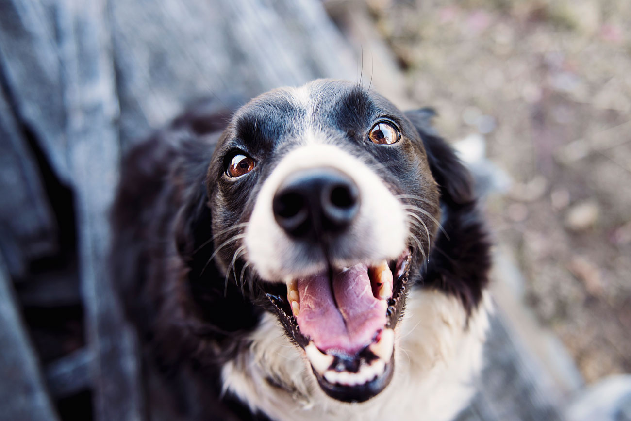 Is pet insurance worth it? Are you considering pet insurance, but have a few doubts? We're addressing seven of the most pervasive pet insurance myths and concerns.