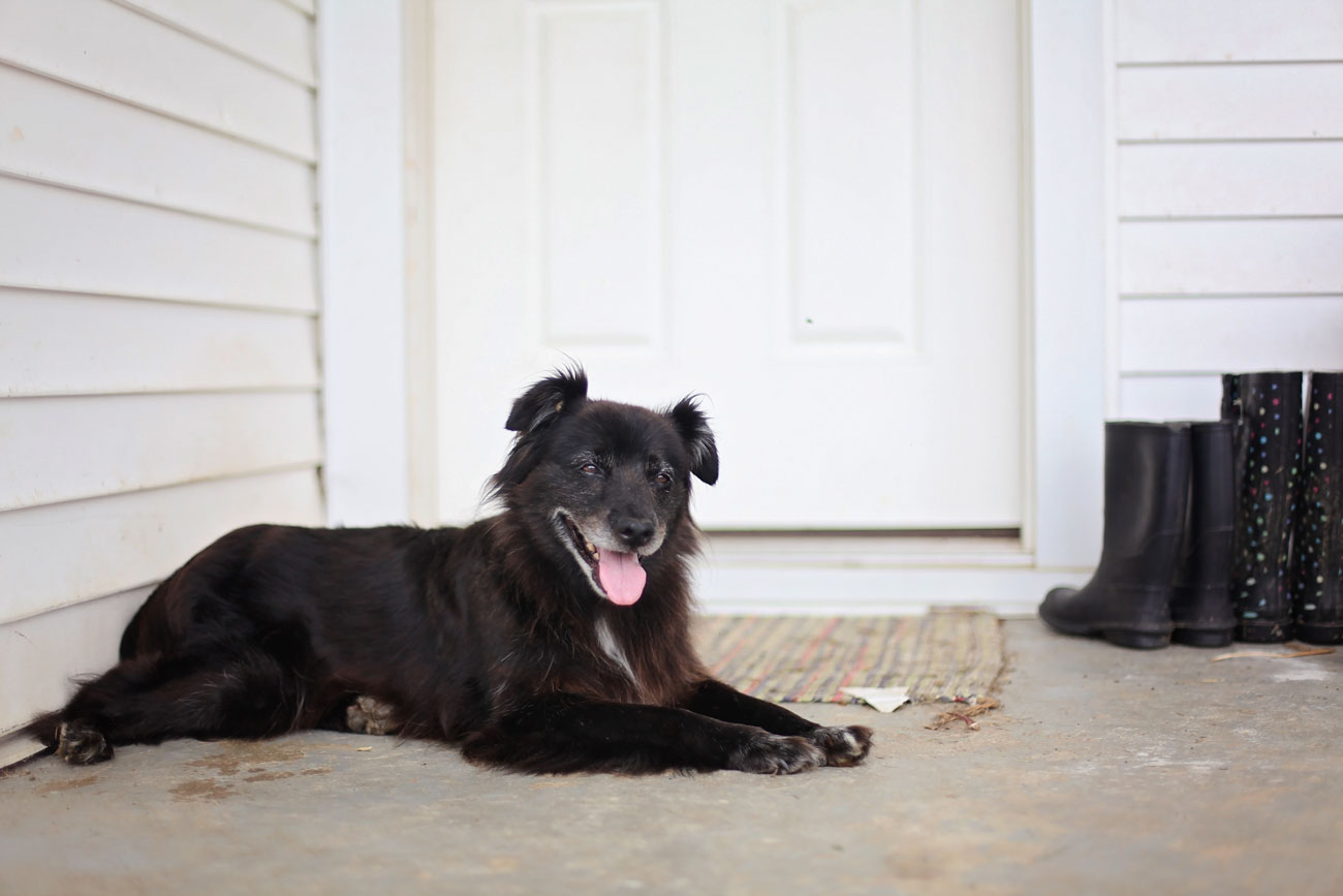 Is pet insurance worth it? Are you considering pet insurance, but have a few doubts? We're addressing seven of the most pervasive pet insurance myths and concerns.