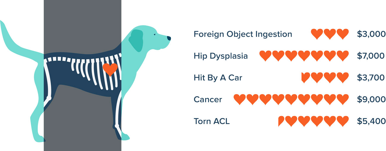 Is pet insurance worth it? Are you considering pet insurance, but have a few doubts? We're addressing seven of the most pervasive pet insurance myths and concerns.